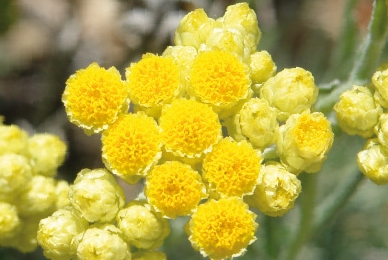 Immortelle de Tian-Shan - Vivaplante