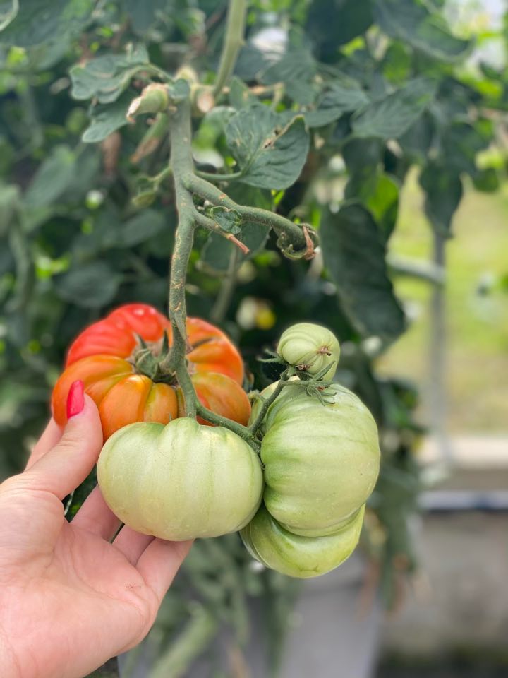 Légumes fruits